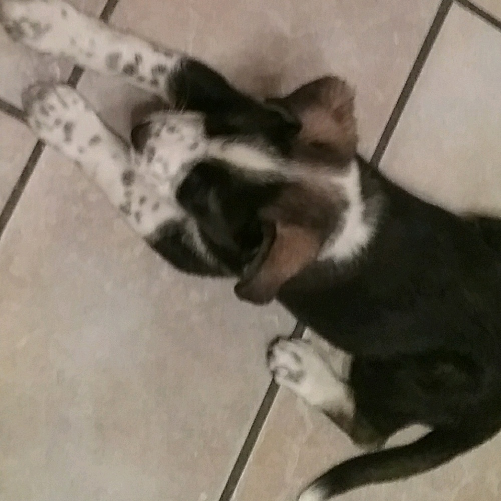 Meet your Posher, Skylee